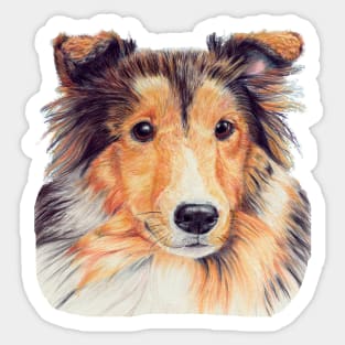 Shetland sheepdog  cp Sticker